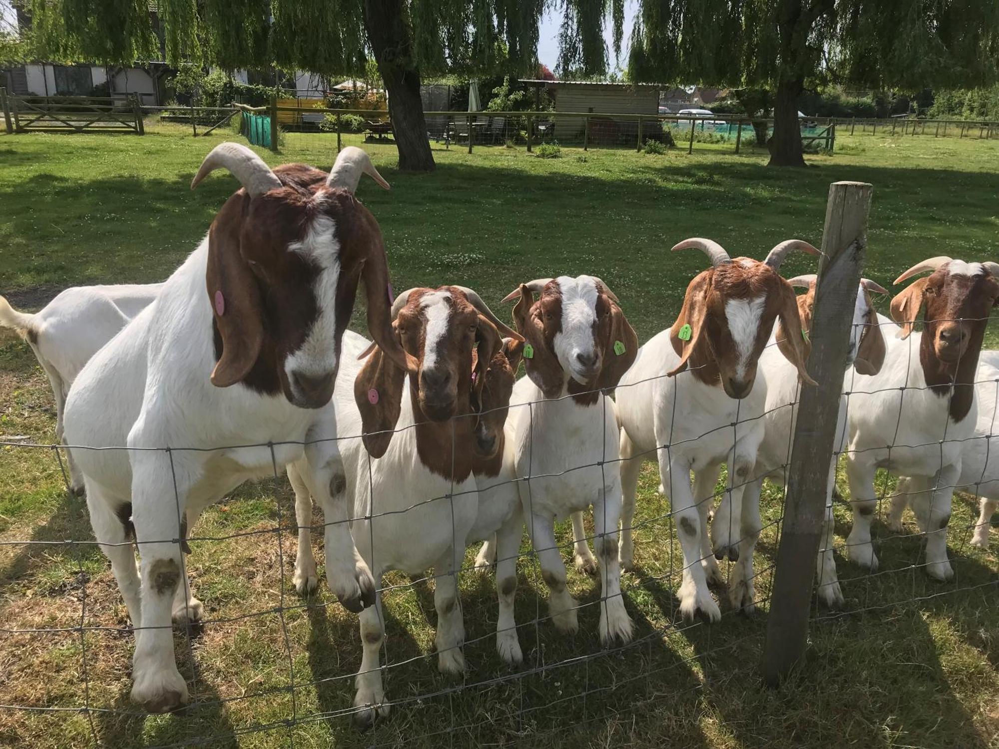 Withy Farm Bed & Breakfast Кентърбъри Екстериор снимка
